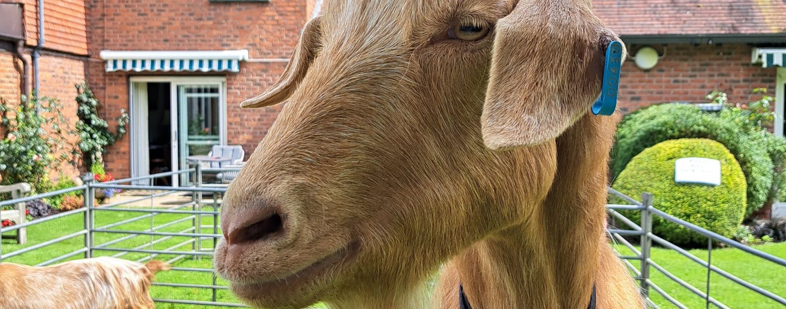 Animals bring smiles on a summer afternoon