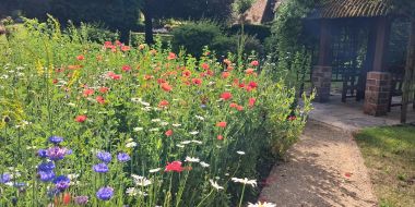 Wildflower Bed