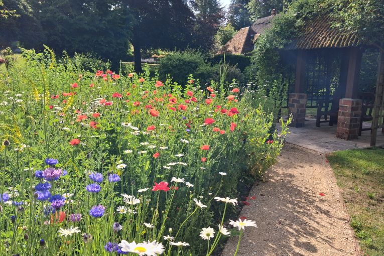Wildflower Bed