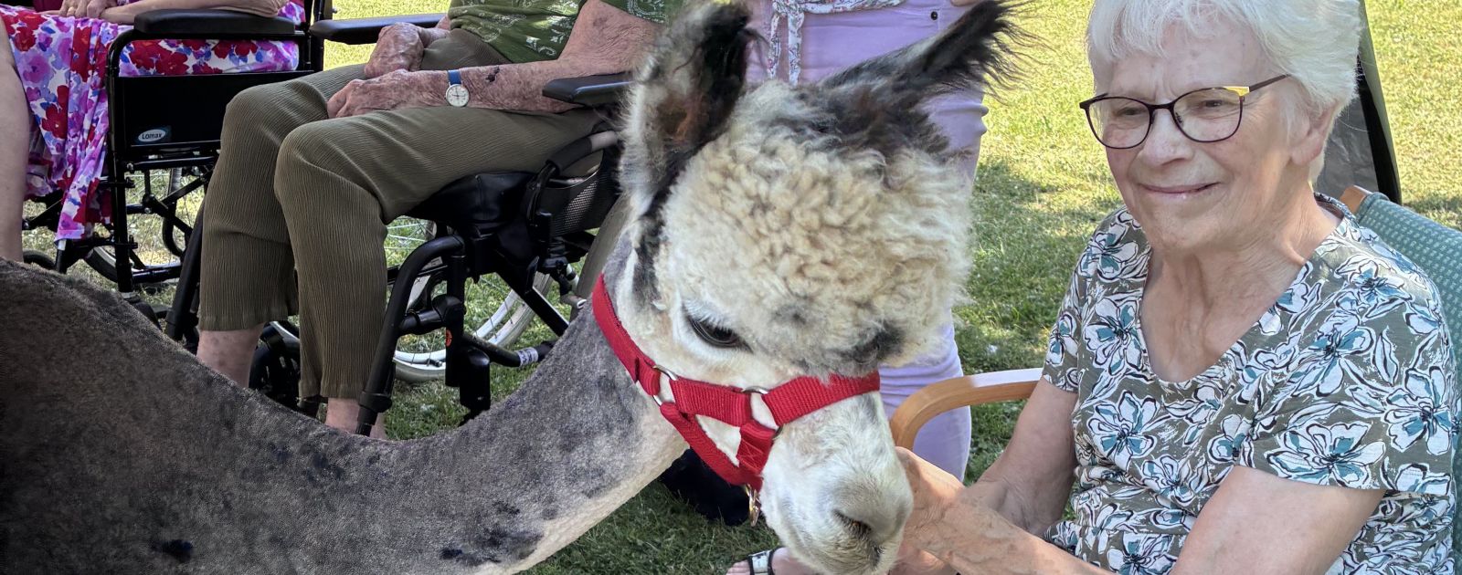 Alpacas bring joy to residents and local families