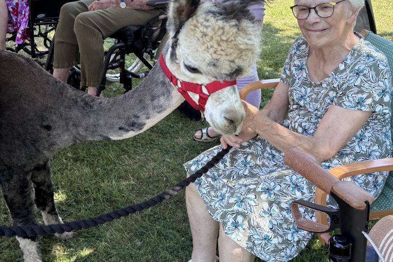 Alpacas bring joy to residents and local families