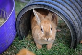 Residents, Families and Farm Friends Come Together for a Memorable Day