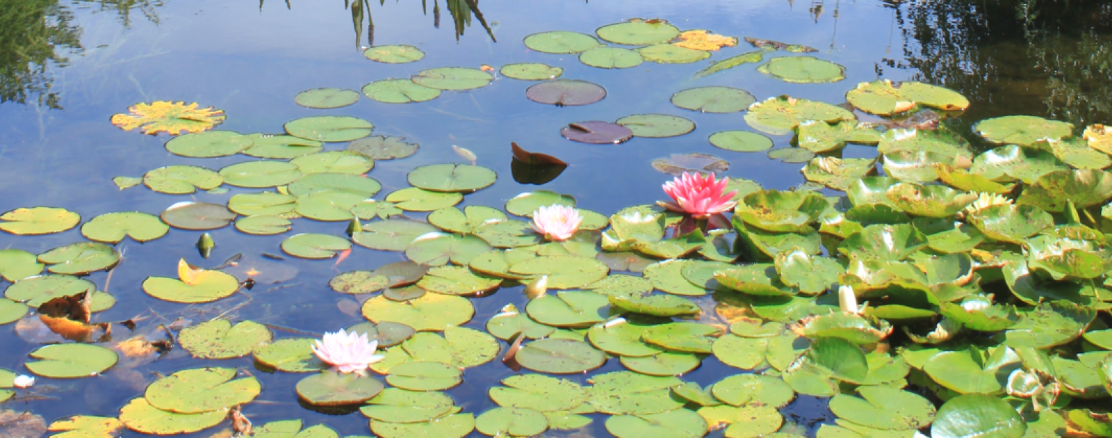 A splash of dedication - keeping our gardens beautiful whatever the weather