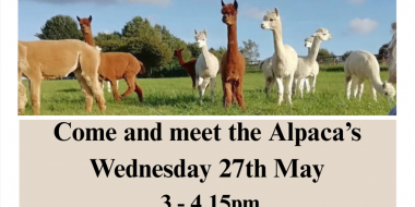 Come and Meet the Alpacas