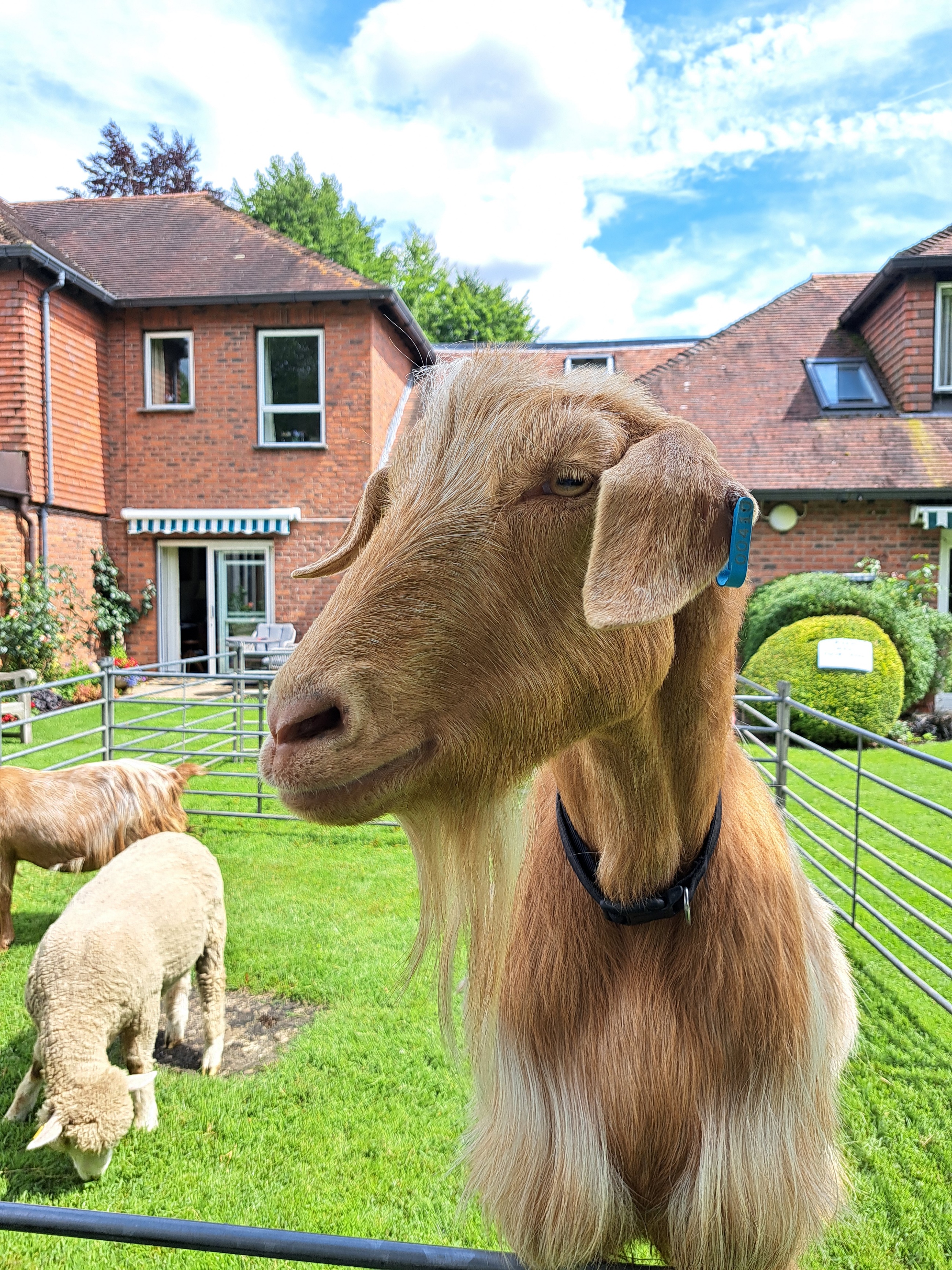 This goat enjoyed the attention!